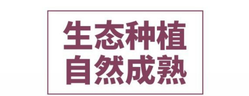 义江缘 广西黑皮甘蔗新鲜水果当季特产整箱