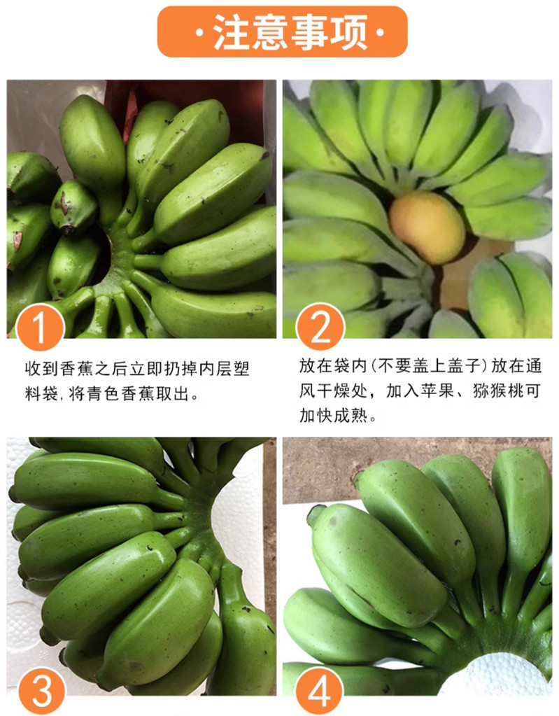 义江缘 广西小米蕉当季新鲜水果包邮整箱