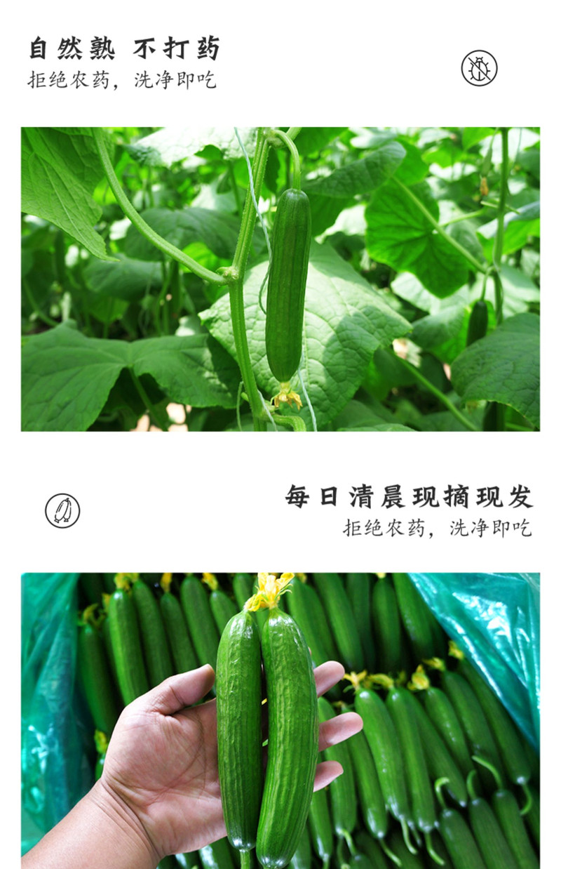 义江缘 水果黄瓜新鲜生吃小黄瓜青瓜蔬菜整箱包邮