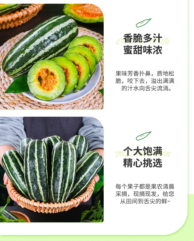 义江缘 山东博洋9号甜瓜新鲜水果当季整箱