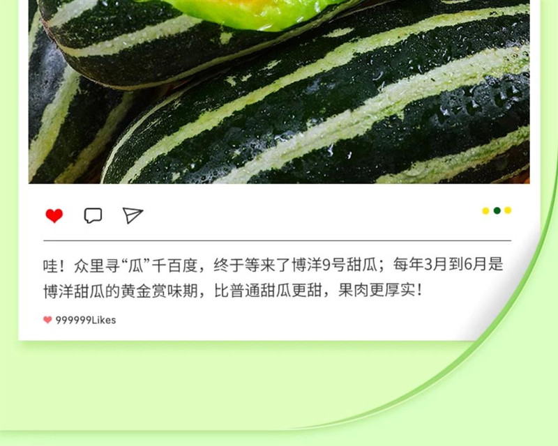 义江缘 山东博洋9号甜瓜新鲜水果当季整箱