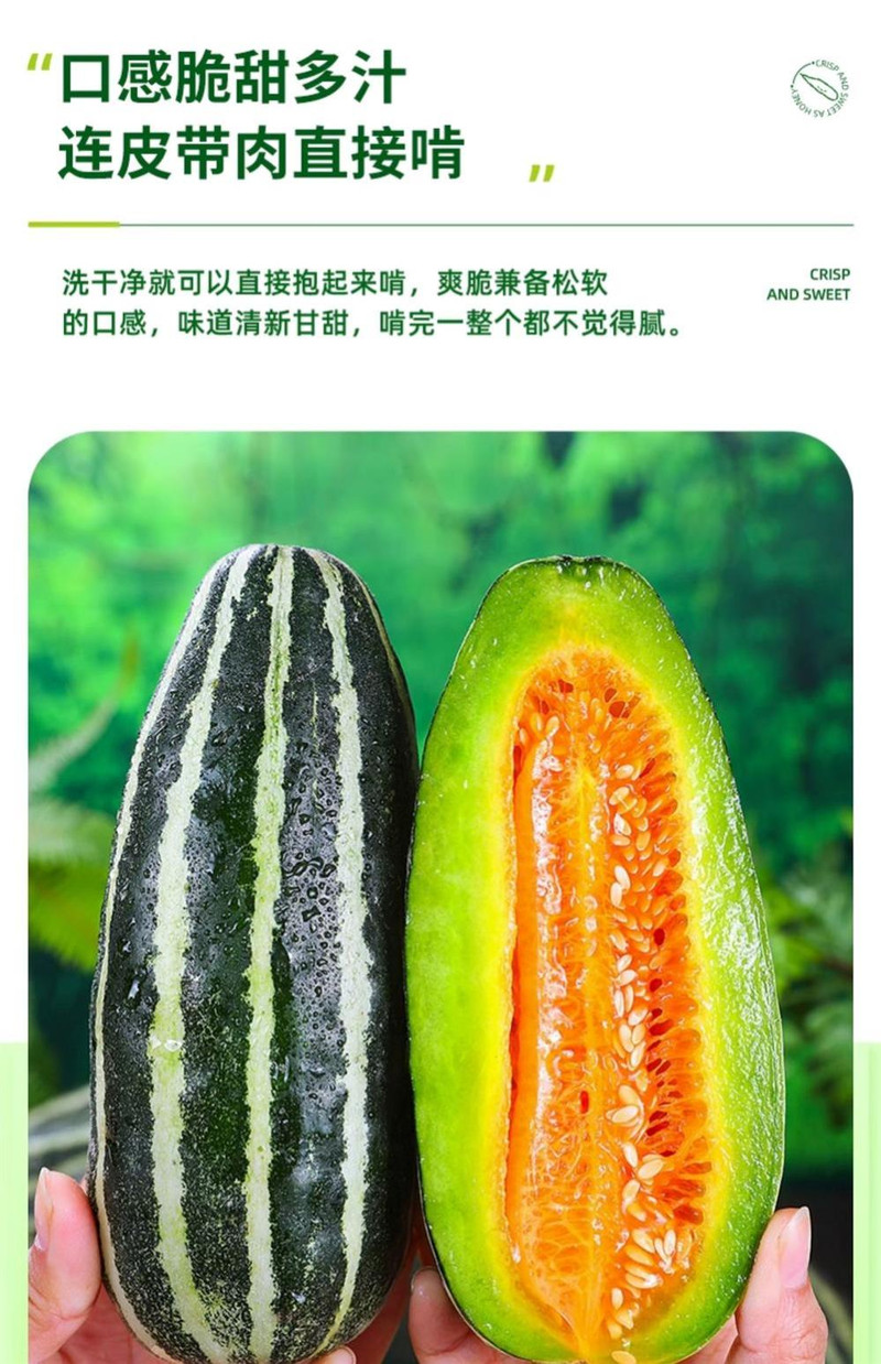 义江缘 山东博洋9号甜瓜新鲜水果当季整箱