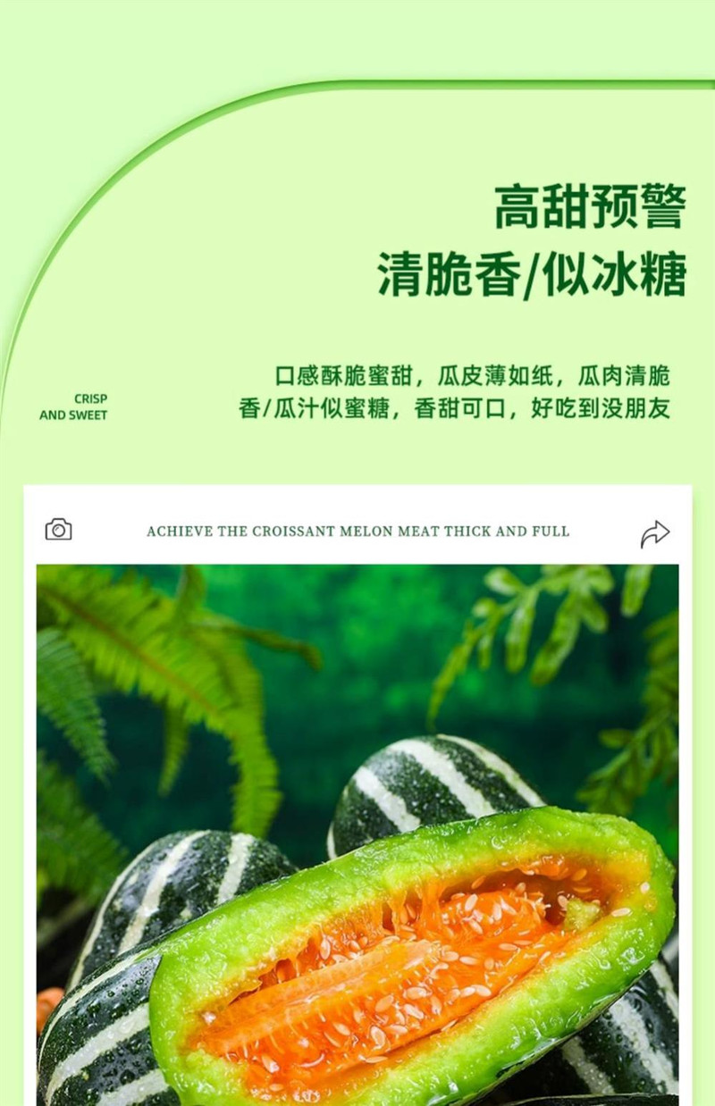 义江缘 山东博洋9号甜瓜新鲜水果当季整箱