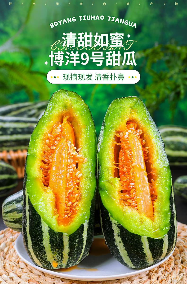 义江缘 山东博洋9号甜瓜新鲜水果当季整箱