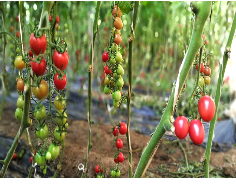 义江缘 当季千禧小番茄生吃新鲜西红柿子蔬菜整箱