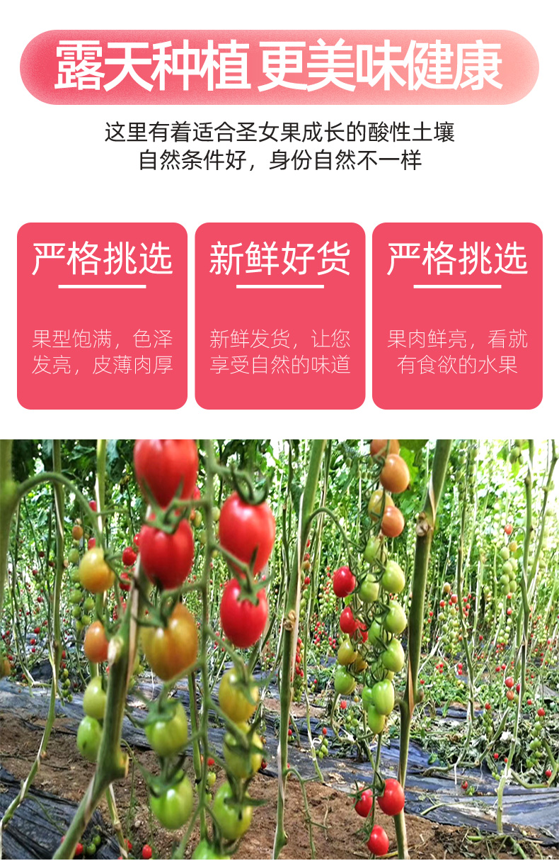 义江缘 当季千禧小番茄生吃新鲜西红柿子蔬菜整箱