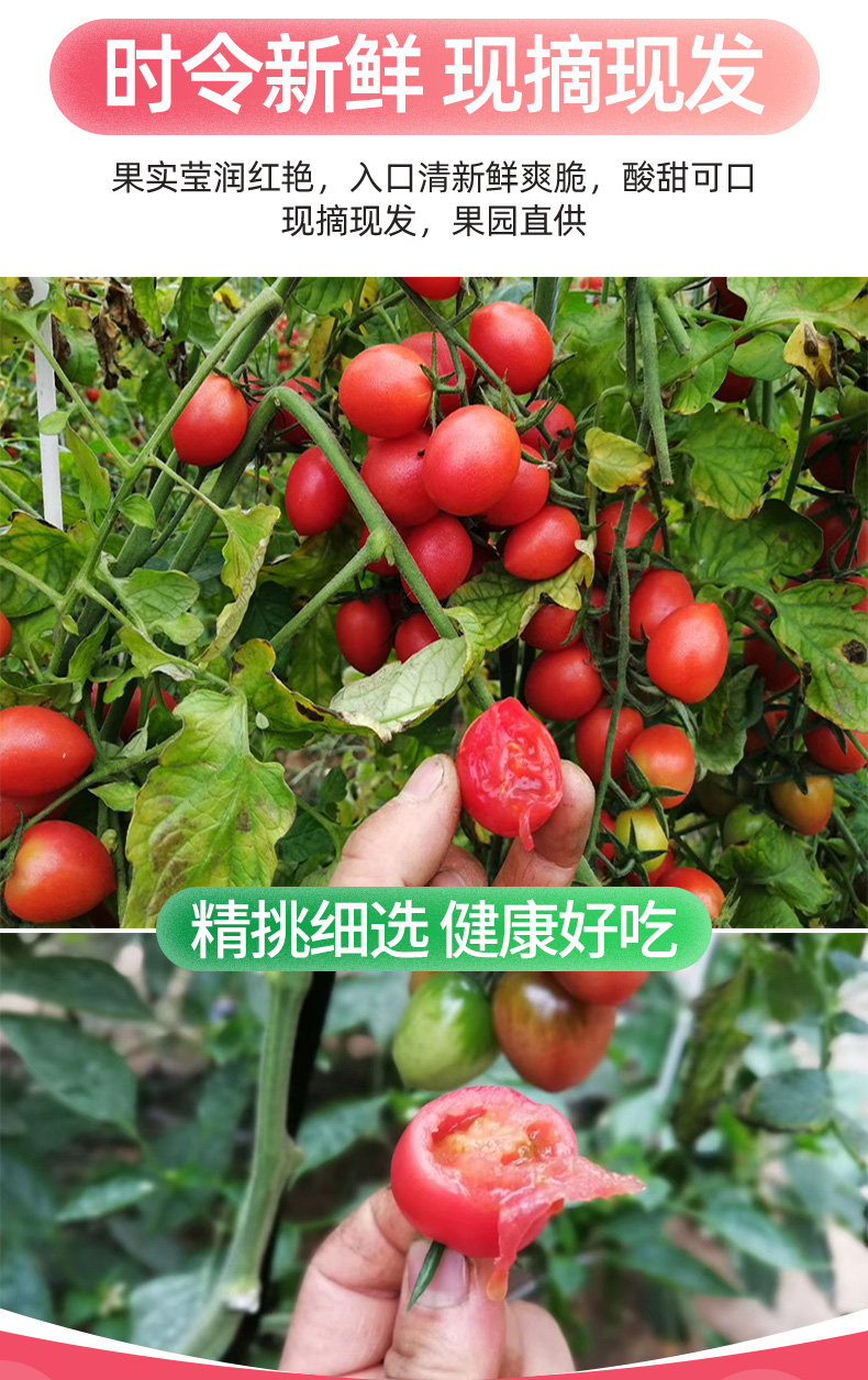 义江缘 当季千禧小番茄生吃新鲜西红柿子蔬菜整箱