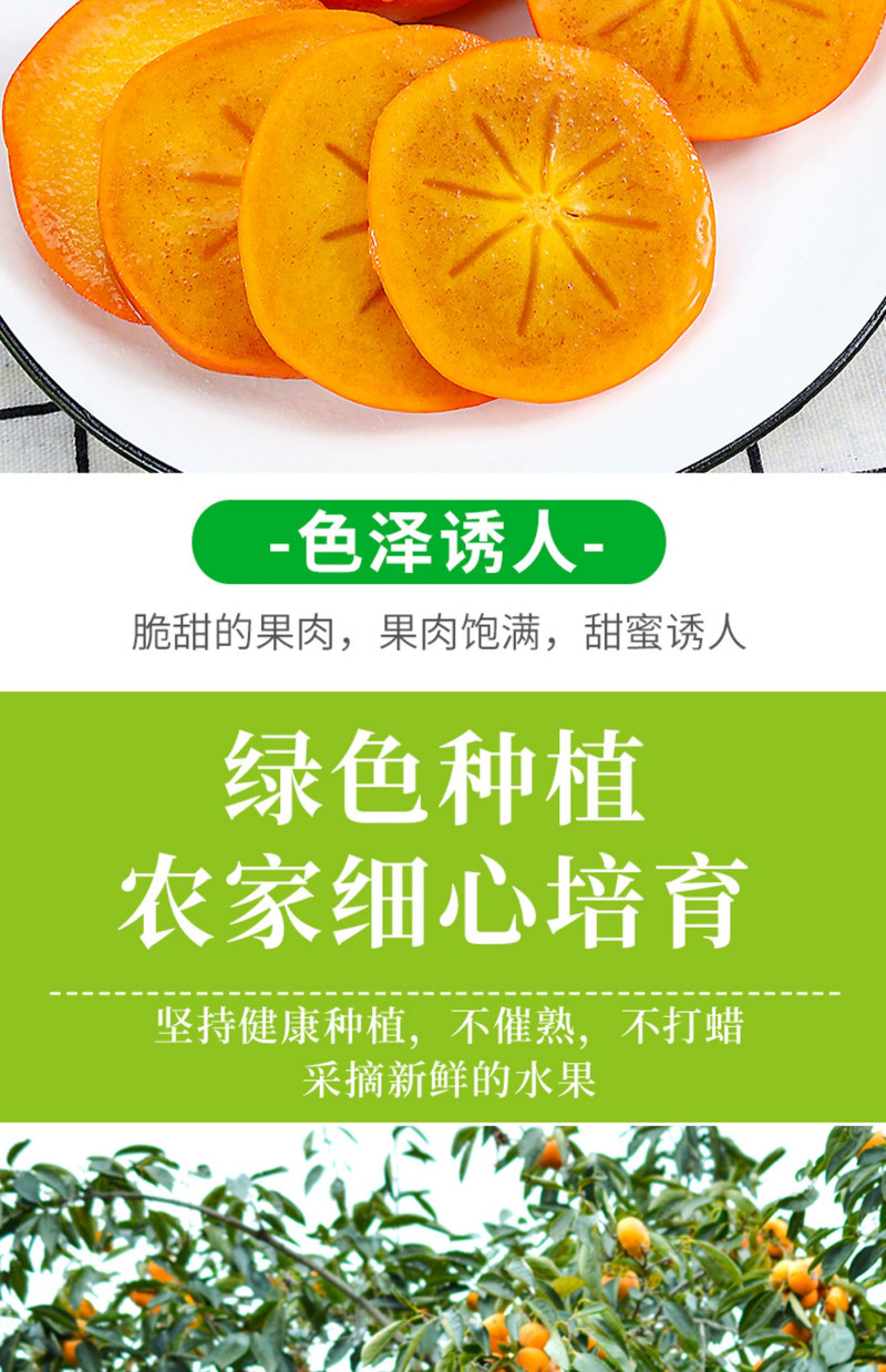 义江缘 脆柿子新鲜巧克力糖心硬柿子当季水果甜脆黄皮柿生吃整箱包邮