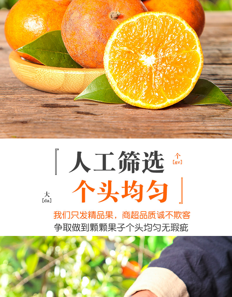 义江缘 广西乌柑黑皮沃柑当季新鲜橘子水果柑橘整箱