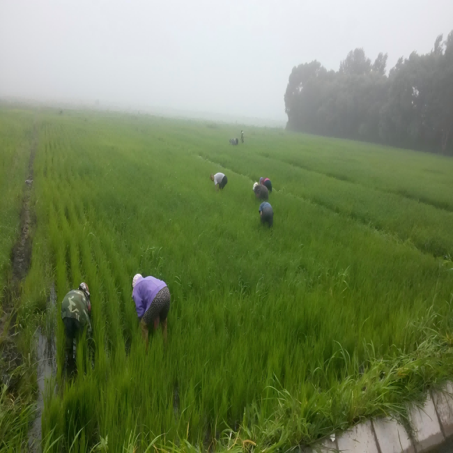 马莲河 【通辽市乡村振兴馆】散都大米 沙漠大米 2.5kg