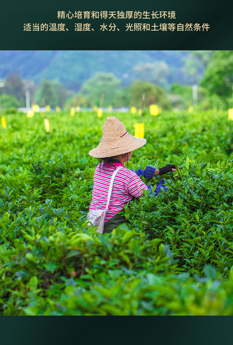 知驴 凤鸣泉潮州凤凰单丛【珍品兄弟仔】清香型芝兰花香单枞