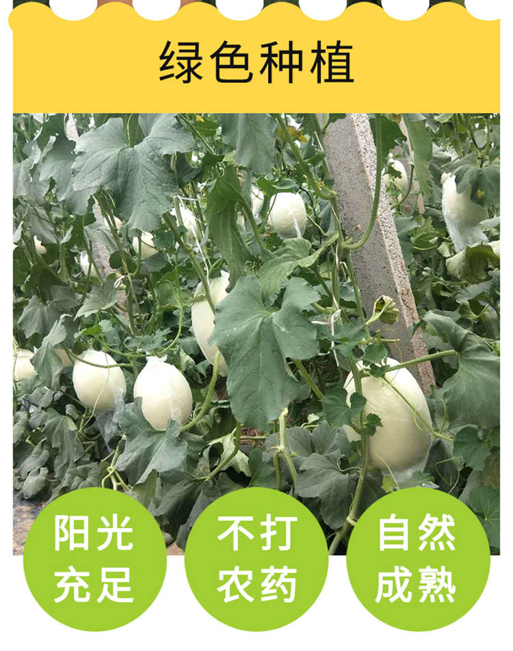 【山东直播】杞农优食 玉菇甜瓜 冰淇淋蜜瓜香瓜 新生鲜水果 2个装（净果4.5-5斤）