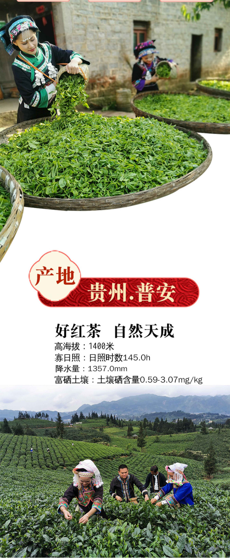 蛮邦贡春 ·梅 普安红茶特级100g 功夫茶