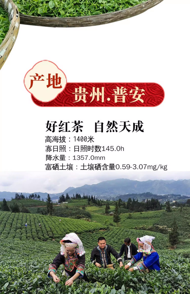 蛮邦贡春 ·梅 普安红茶特级250g