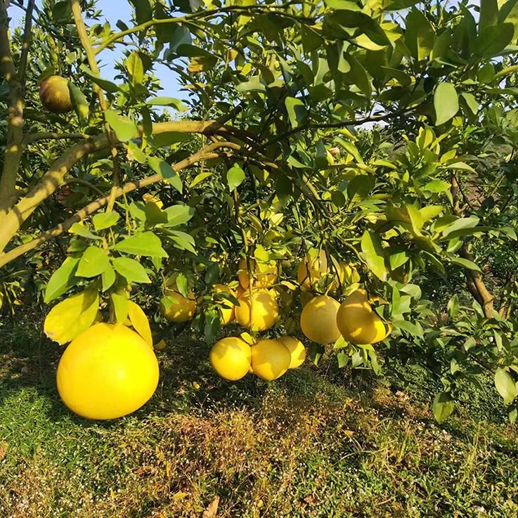 好好恰 西安村 柚子皮