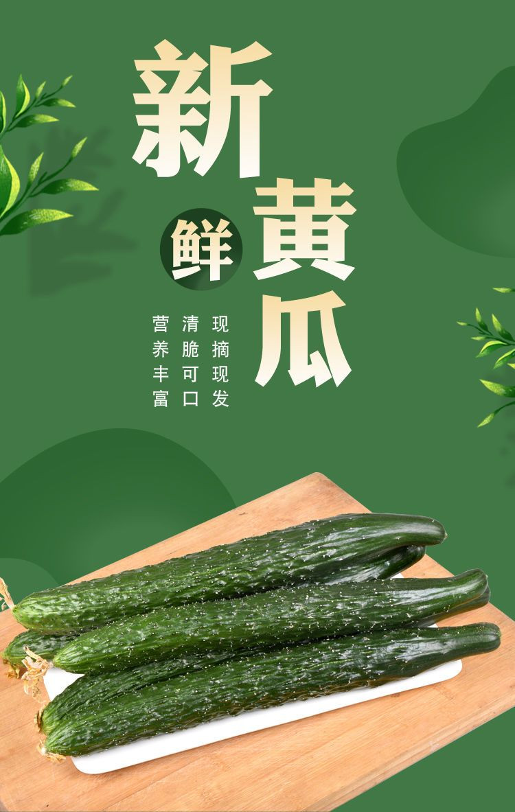 新鲜黄瓜生吃小黄瓜现摘蔬菜批发当季水果青瓜脆甜刺黄瓜水果黄瓜（HJ0315）