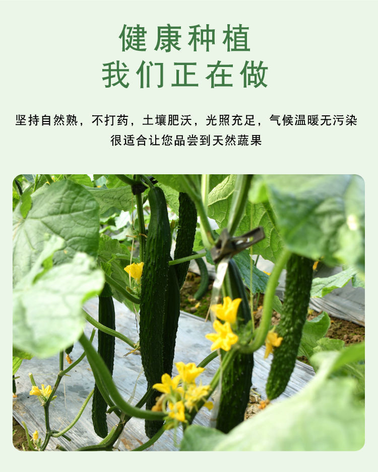 新鲜黄瓜生吃小黄瓜现摘蔬菜批发当季水果青瓜脆甜刺黄瓜水果黄瓜（HJ0315）