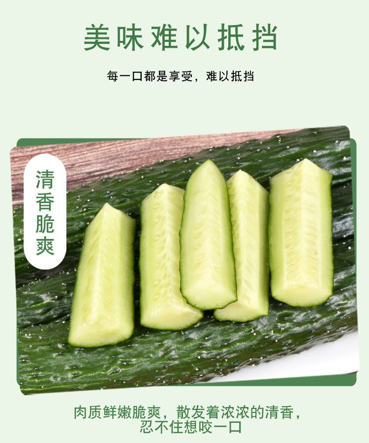 新鲜黄瓜生吃小黄瓜现摘蔬菜批发当季水果青瓜脆甜刺黄瓜水果黄瓜（HJ0315）