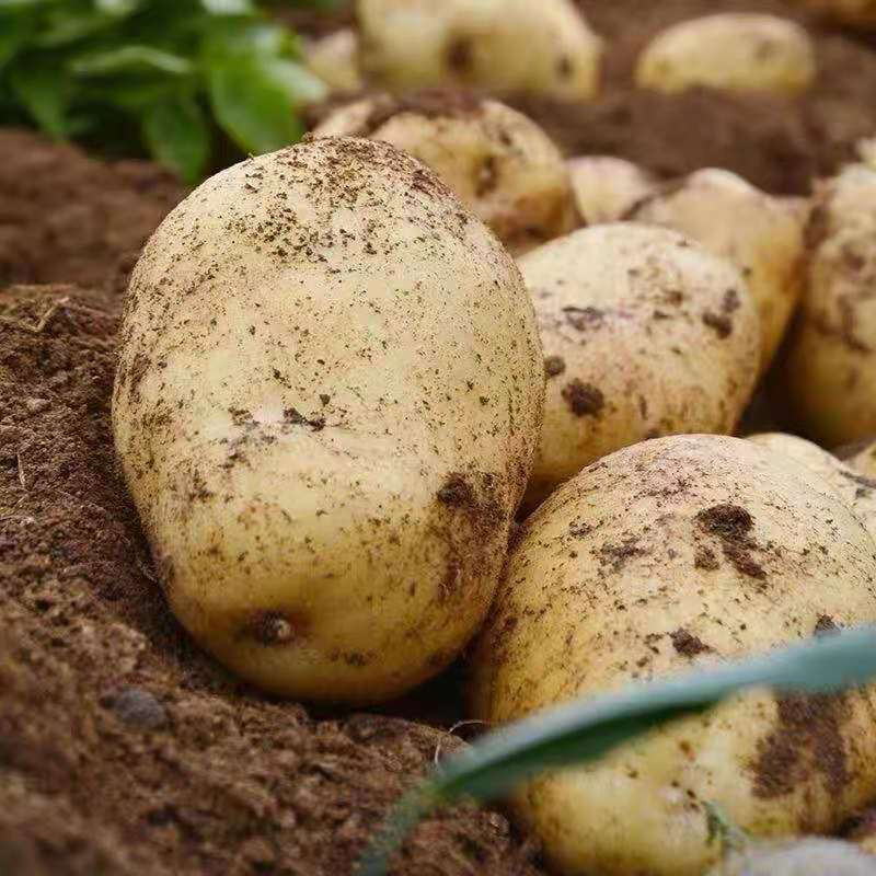 蒲骚 黄心土豆新鲜蔬菜大号洋芋5斤农家自种马铃薯