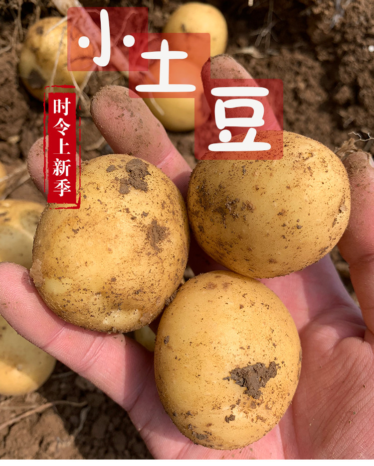 蒲骚 现挖现发黄心小土豆农家自种新鲜5斤洋芋高山马铃薯