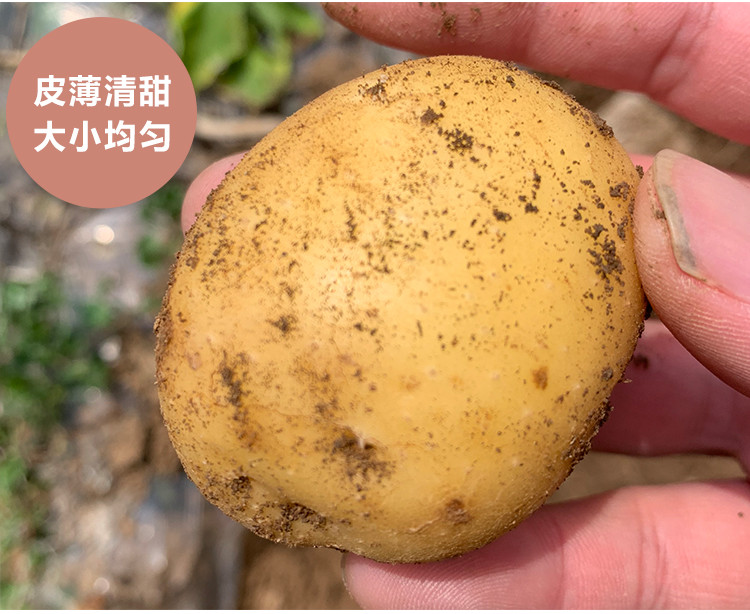  蒲骚 现挖现发黄心小土豆农家自种新鲜洋芋高山马铃薯3-5-9斤