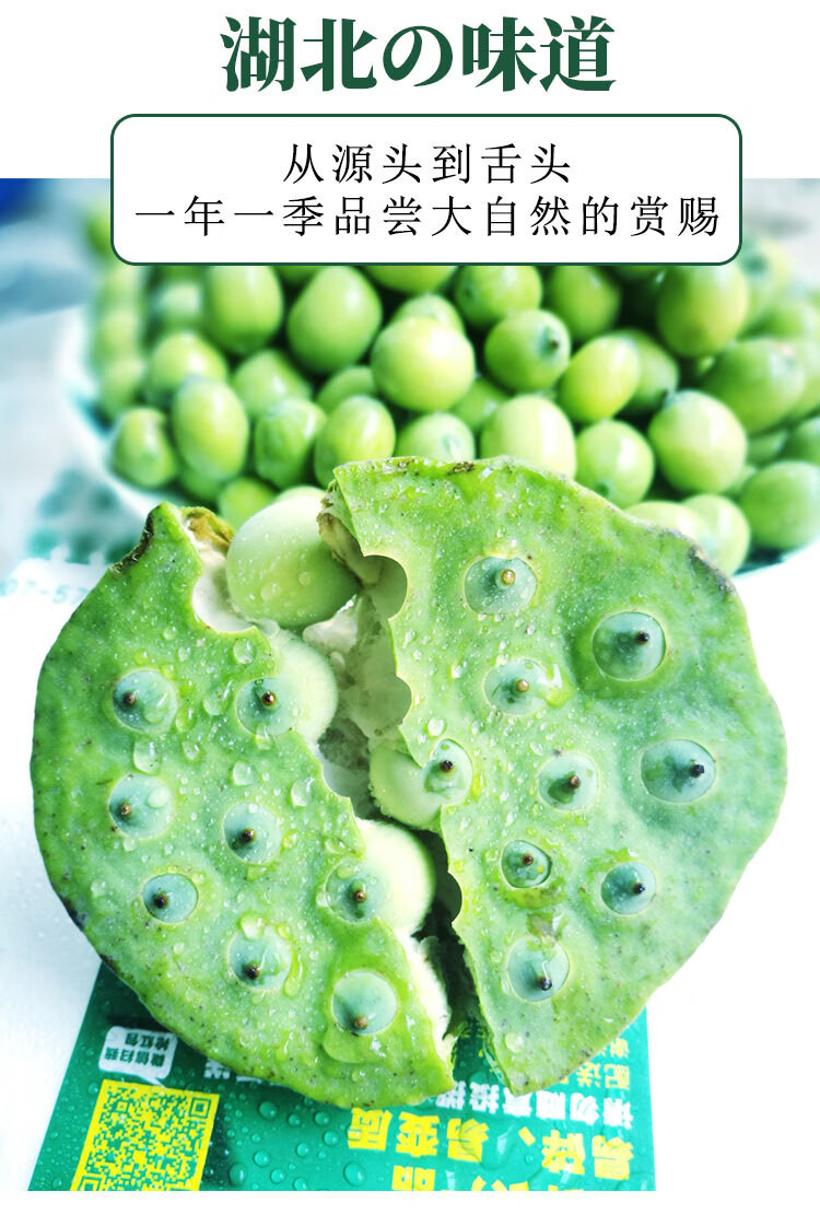 蒲骚 湖北孝感鲜莲蓬水果嫩莲蓬 鲜莲子太空莲当季生吃带莲蓬