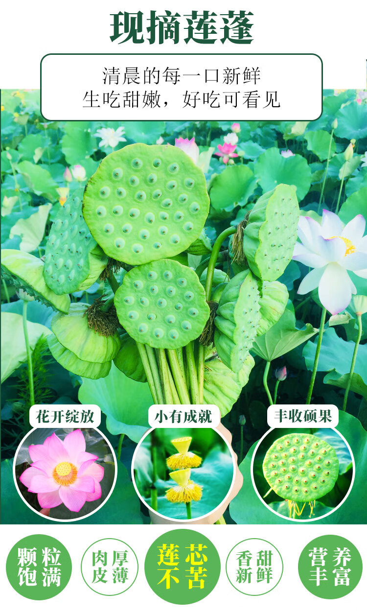 蒲骚 湖北孝感鲜莲蓬水果嫩莲蓬 鲜莲子太空莲当季生吃带莲蓬