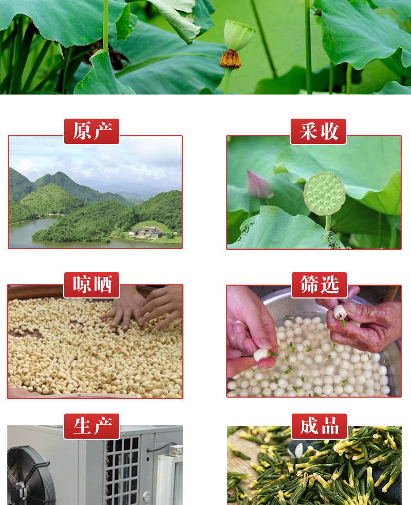 蒲骚 湖北莲子芯茶 莲子通芯茶 降火莲芯泡茶100g