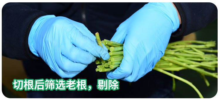 蒲骚 泥蒿根 现挖微带泥芦蒿根 藜蒿根香味湖北特色蔬菜泥蒿根炒腊肉