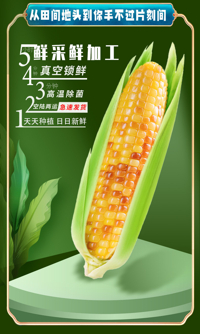 农家自产 【邮乐官方直播间】西双版纳小花糯玉米礼盒装2kg