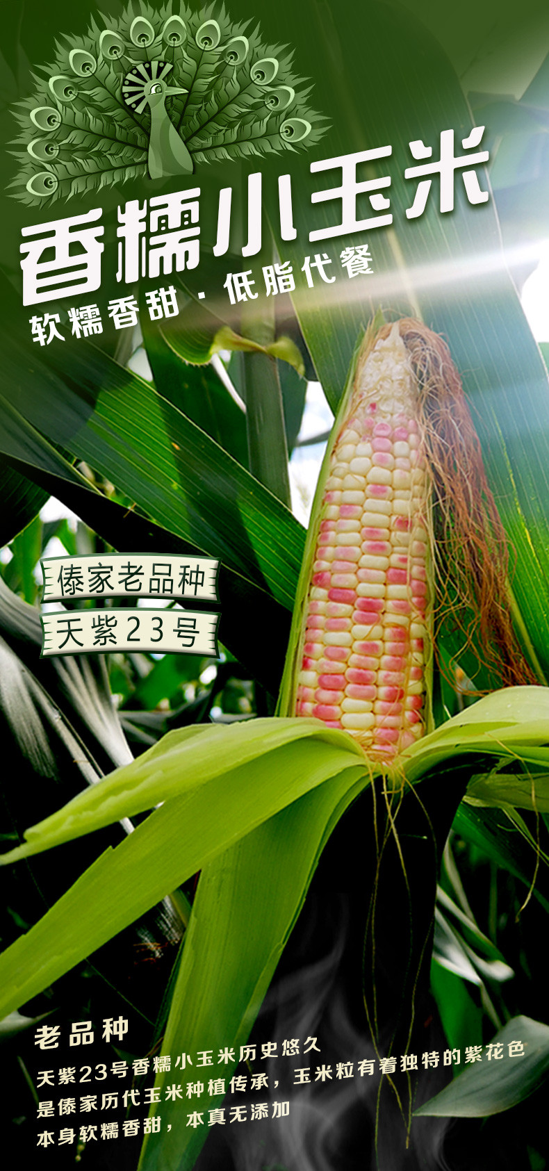农家自产 【邮乐官方直播间】西双版纳小花糯玉米礼盒装2kg