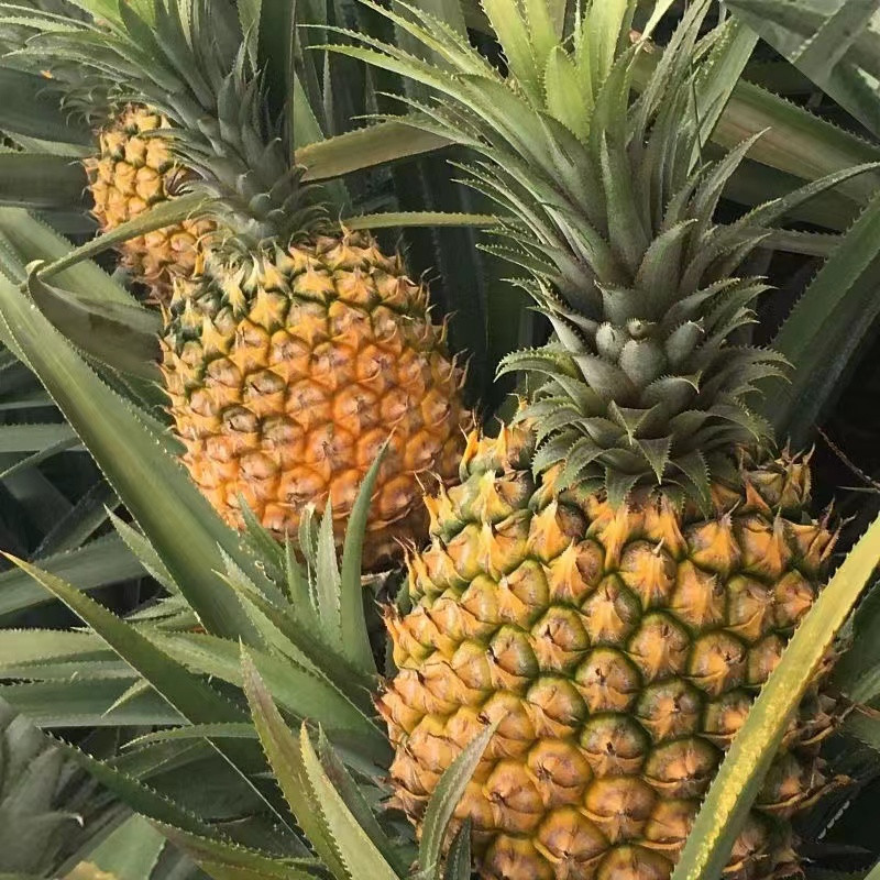 卡普瓦斯 新鲜菠萝香水大菠萝手撕菠萝当季热带水果凤梨批发价现摘青果发货