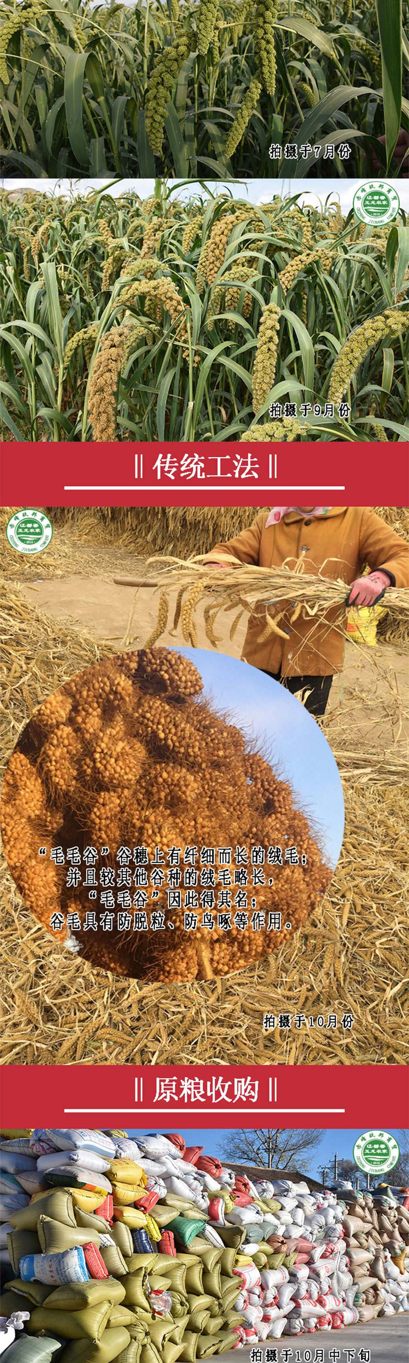 内蒙古赤峰黄小米500g袋装 毛毛谷小米 粥香糯粘稠 有米油 精选好米