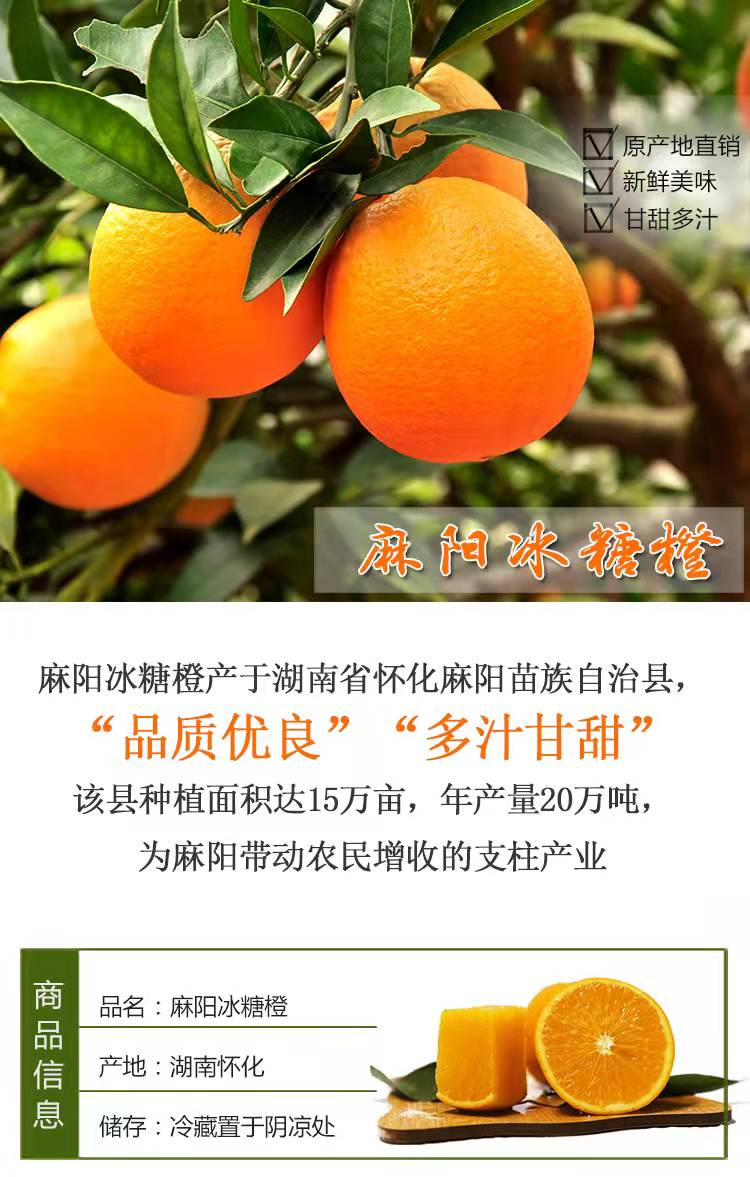 湖南麻阳冰糖橙简介图片