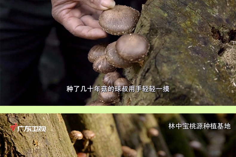 扦插——处理烂根植物成活的妙招