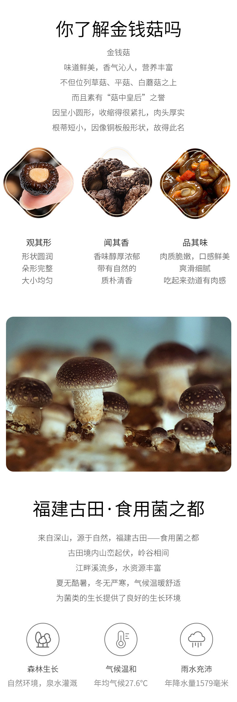 绿帝 金钱菇250g