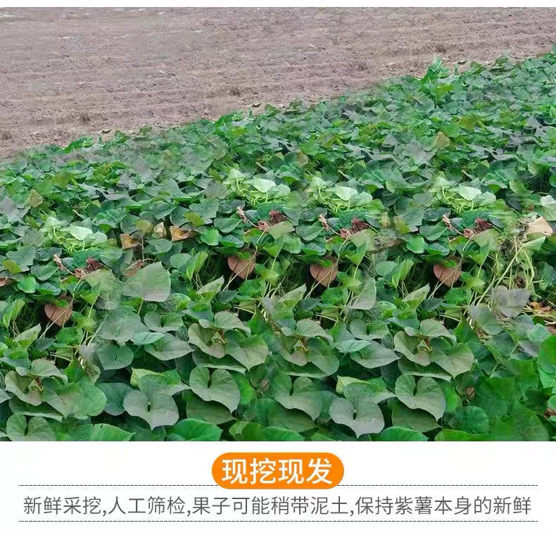 农家自产 越南紫薯，广西发货，地瓜蜜薯糖心