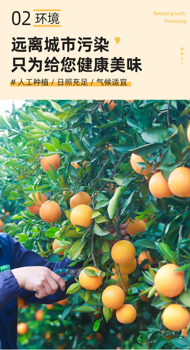  农家自产 湖北宜昌枝江脐橙，纽荷尔脐橙，甜嫩多汁，应季新鲜水果