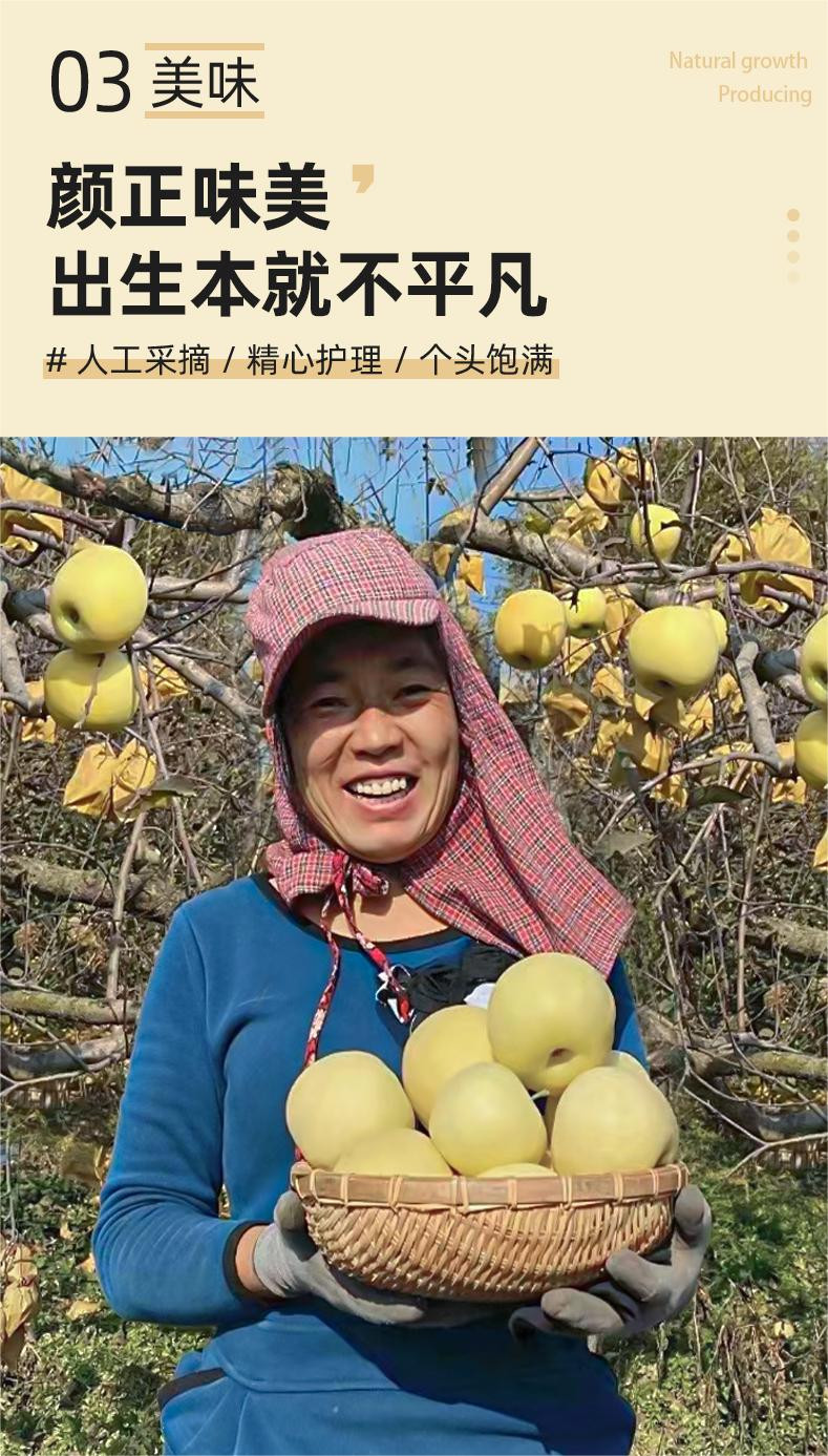 农家自产 山东奶油富士苹果整箱4.5斤，新鲜苹果，吃过忘不了