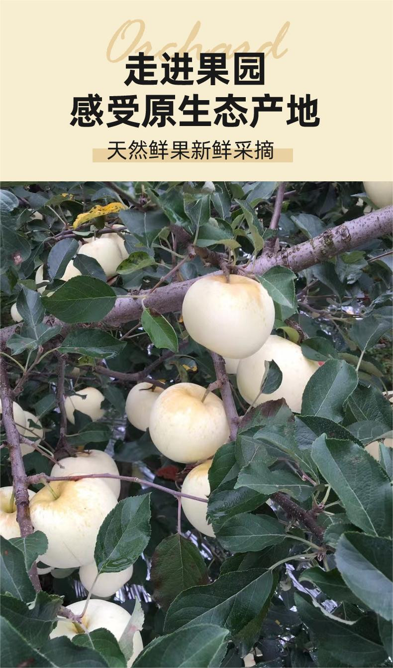 农家自产 山东奶油富士苹果整箱4.5斤，新鲜苹果，吃过忘不了