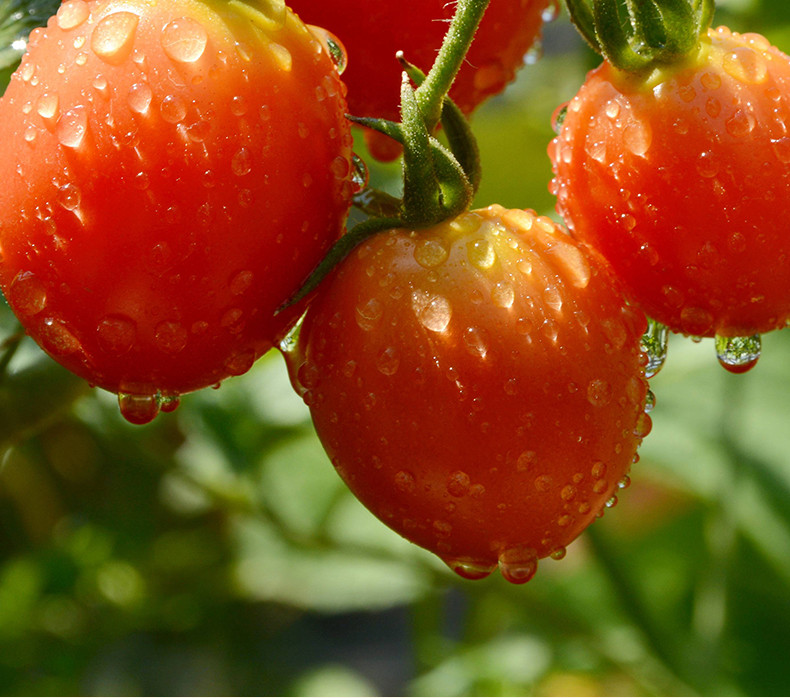 农家自产 山东千禧圣女果，小番茄，小西红柿4斤 整箱4斤装