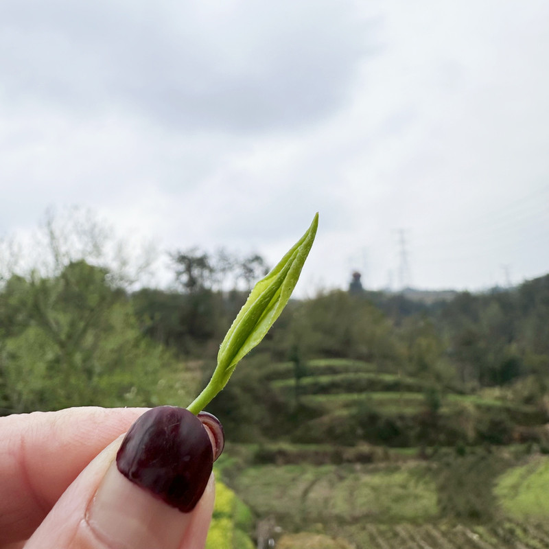 山水叶家冲 一级绿茶