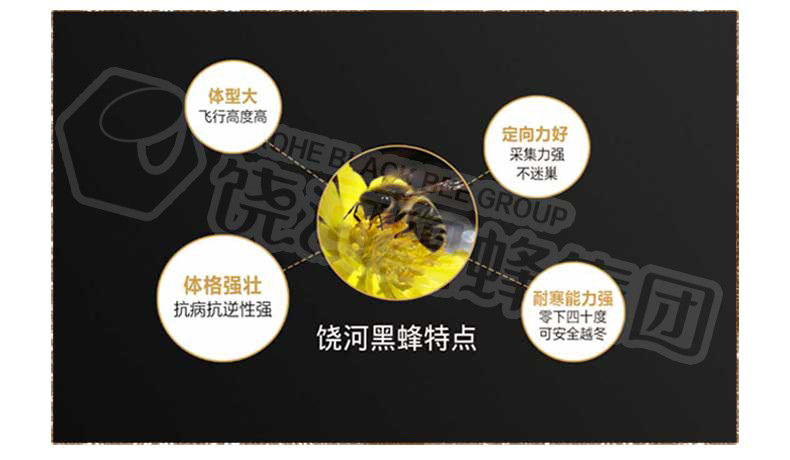 【黑龙江饶河】东北黑蜂自然成熟椴树蜜100+纯天然野生蜂蜜500克包邮