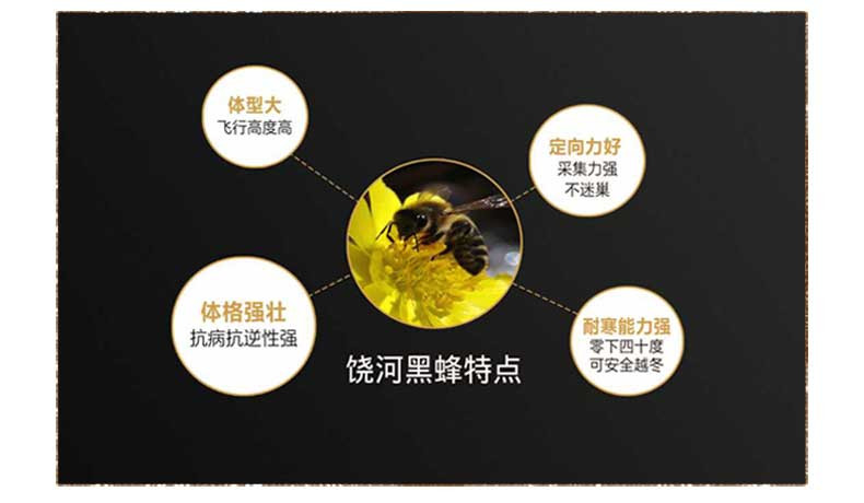 【黑龙江饶河】东北黑蜂自然成熟椴树蜜200+纯天然野生蜂蜜500克包邮