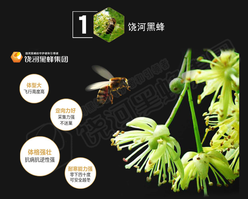 【黑龙江饶河】东北黑蜂纯天然野生椴树雪蜜结晶蜜自然成熟150+白蜜500克包邮