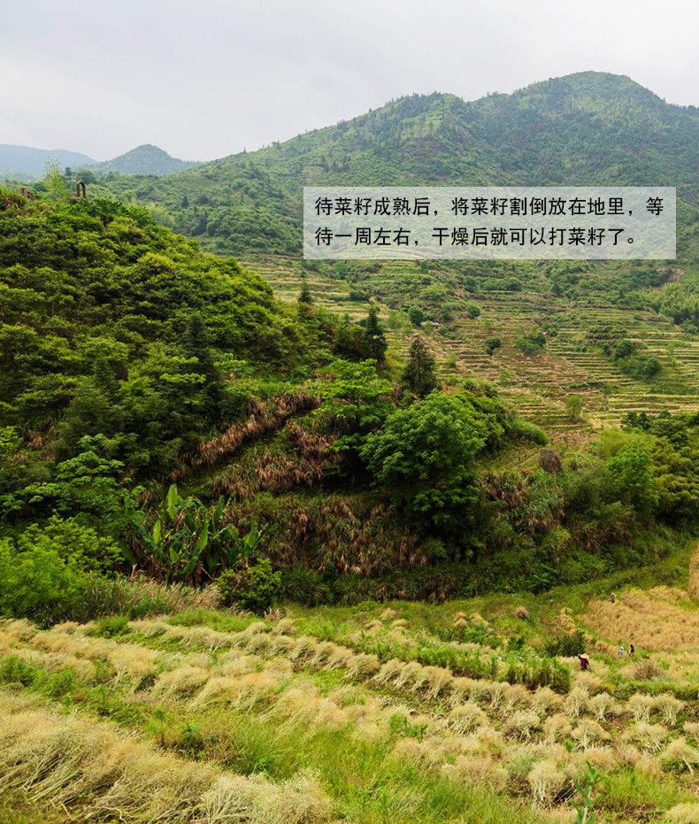 【射洪地方特色】复兴 牛啃土 纯正小榨菜籽油 非转