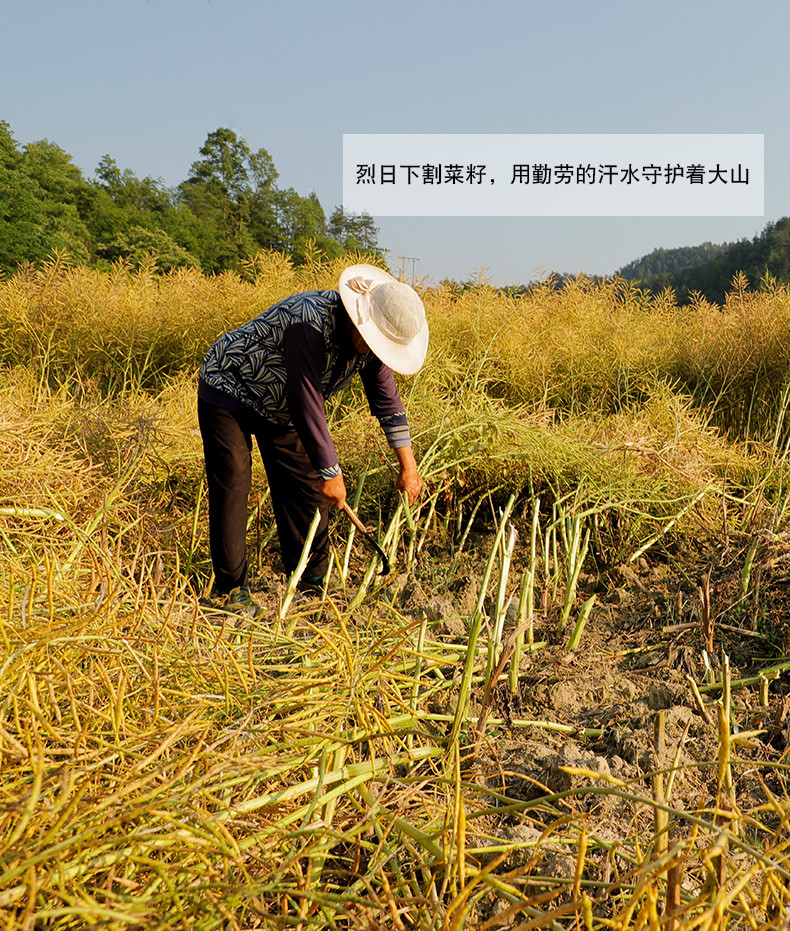 【射洪地方特色】复兴 牛啃土 纯正小榨菜籽油 非转