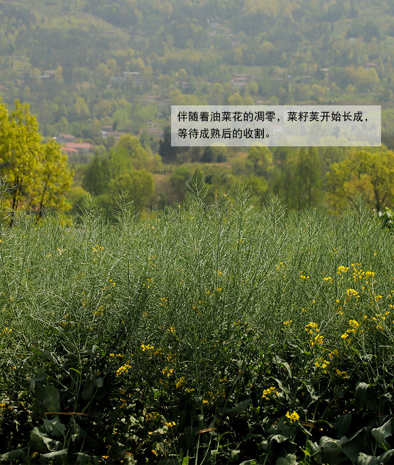 【射洪地方特色】复兴 牛啃土 纯正小榨菜籽油 非转