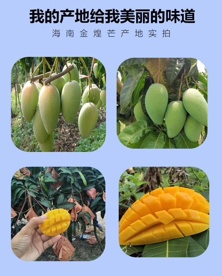 广西金煌芒5斤装新鲜水果芒果应季水果