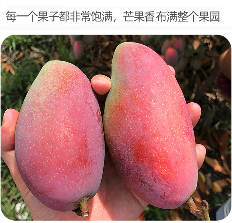 广西贵妃芒果水果5斤装生鲜新鲜芒果 贵妃芒